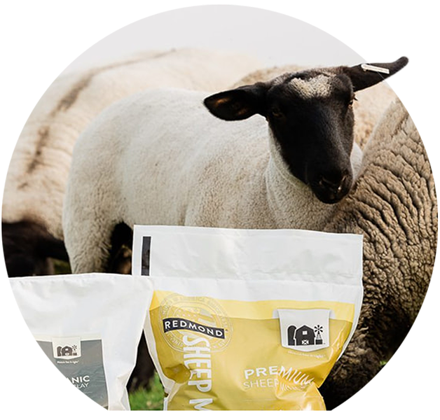 Sheep