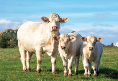 Improving Conception Rates With Redmond Conditioner