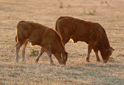 Matching livestock minerals to forage quality