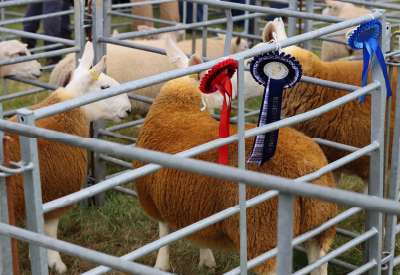 The Best Mineral Program for Show-Ready Livestock